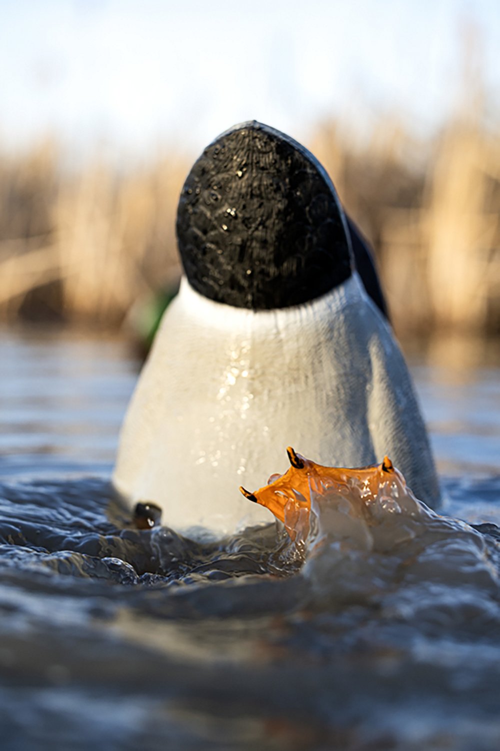 Avian X Power Butt Kicker Drake Mallard Decoy - view number 4