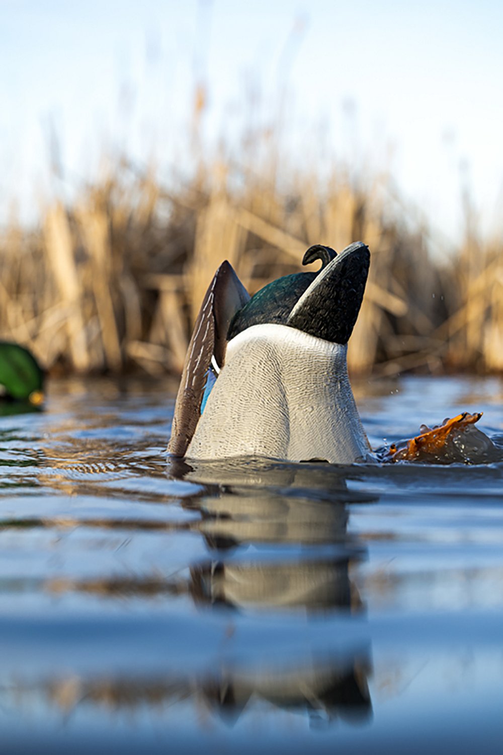 Avian X Power Butt Kicker Drake Mallard Decoy - view number 5