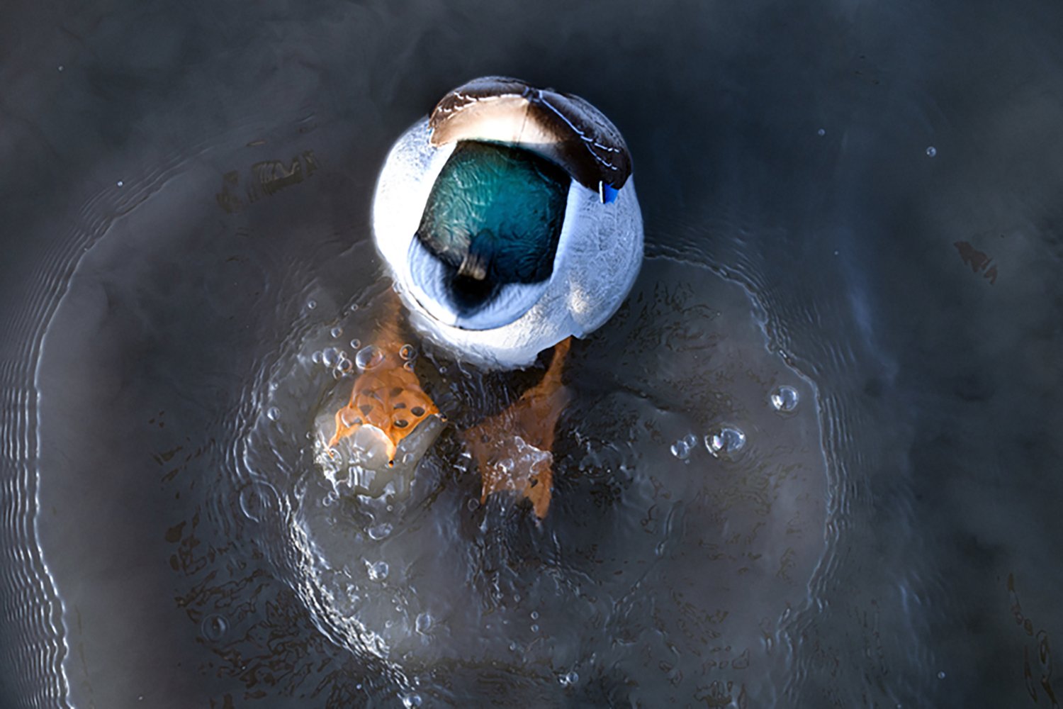 Avian X Power Butt Kicker Drake Mallard Decoy - view number 6