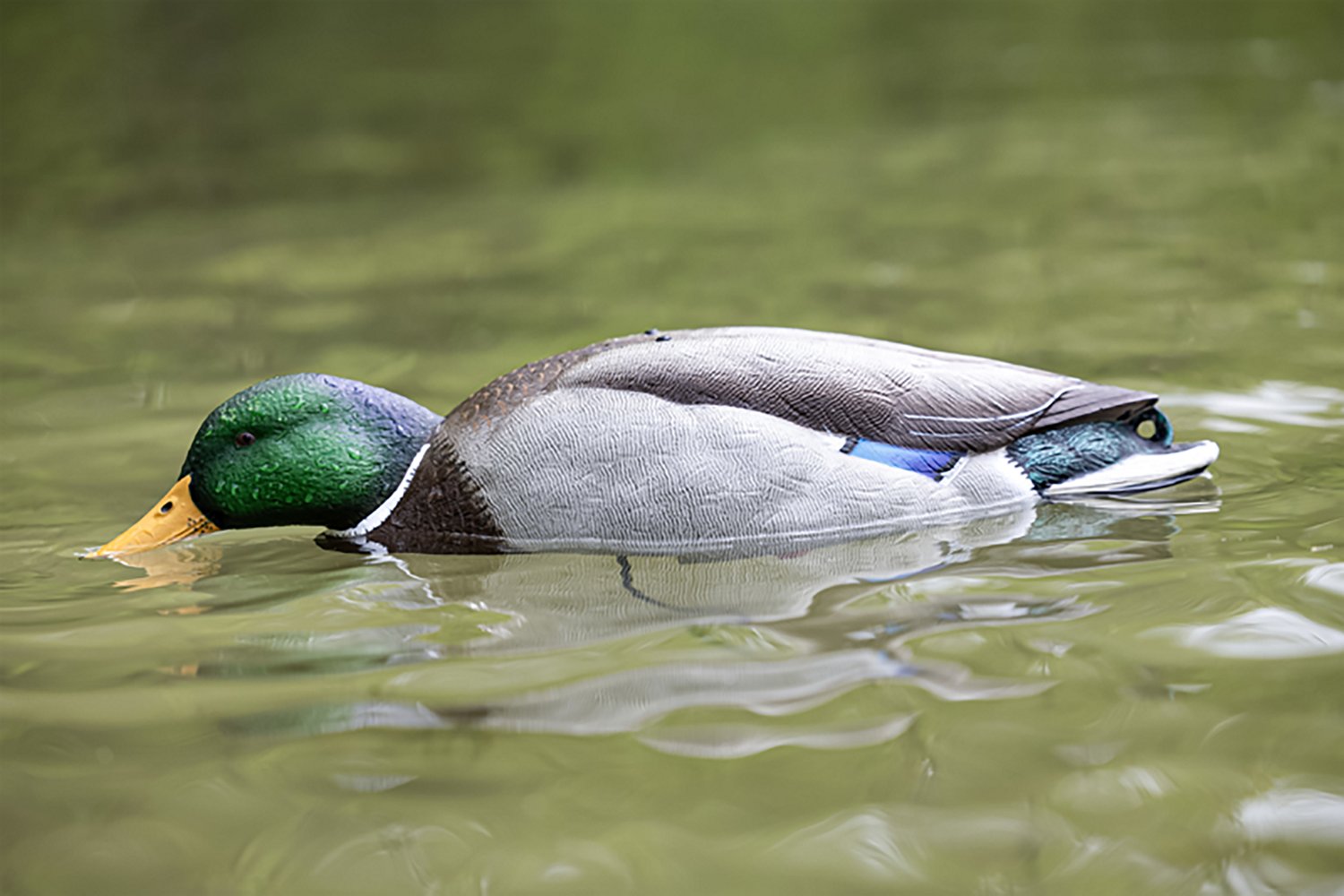 Avian X Tip Up Mallard Feeder - view number 5