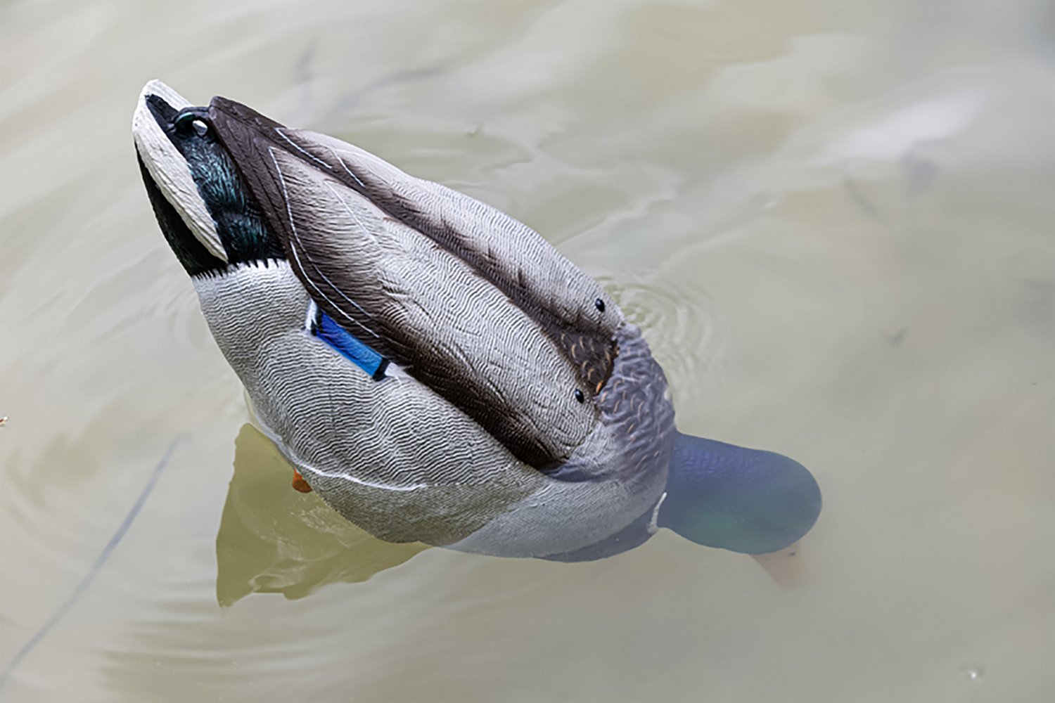 Avian X Tip Up Mallard Feeder - view number 6