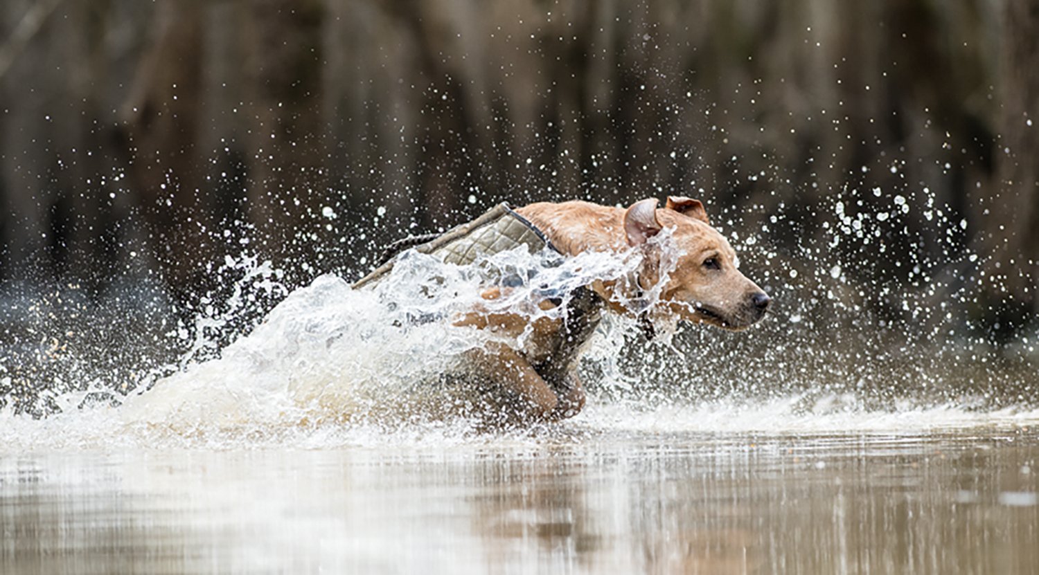 Rig'Em Right Outdoors Bloodline Elite Dog Vest