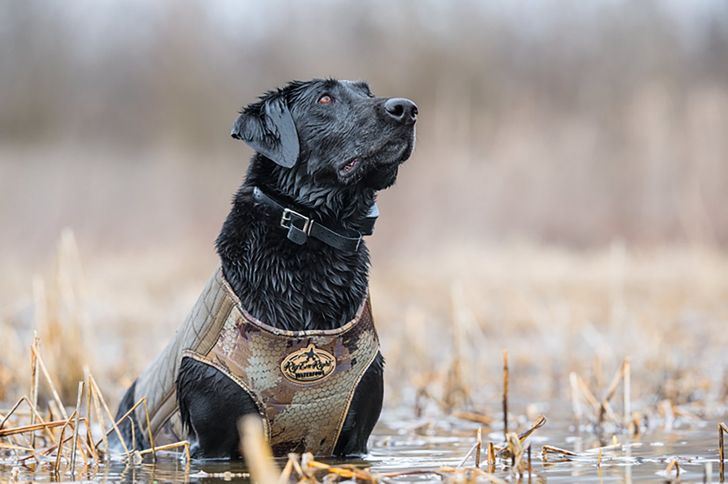 Rig'Em Right Outdoors Bloodline Elite Dog Vest - view number 3