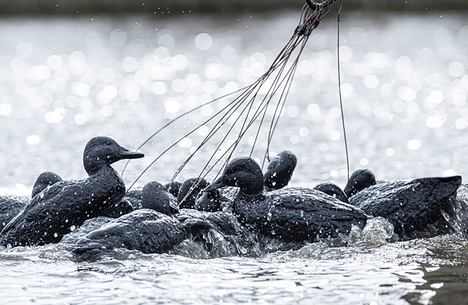 Rig'Em Right Outdoors Mainline Series Blackout Decoy 6-Pack - view number 7