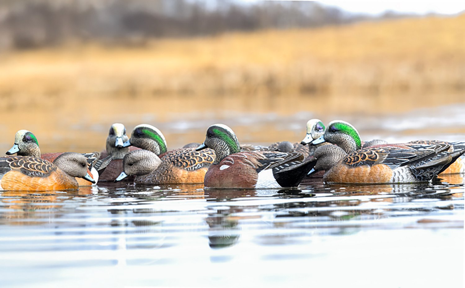 Rig'Em Right Outdoors Mainline Series Wigeon Decoy 6-Pack