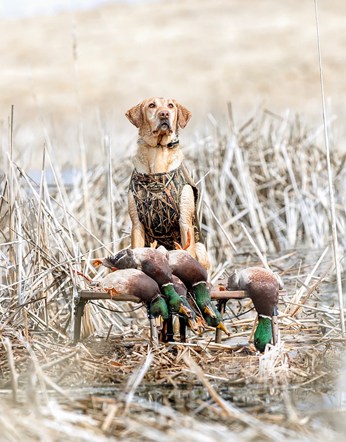 Rig'Em Right Outdoors Dog Stand - view number 5