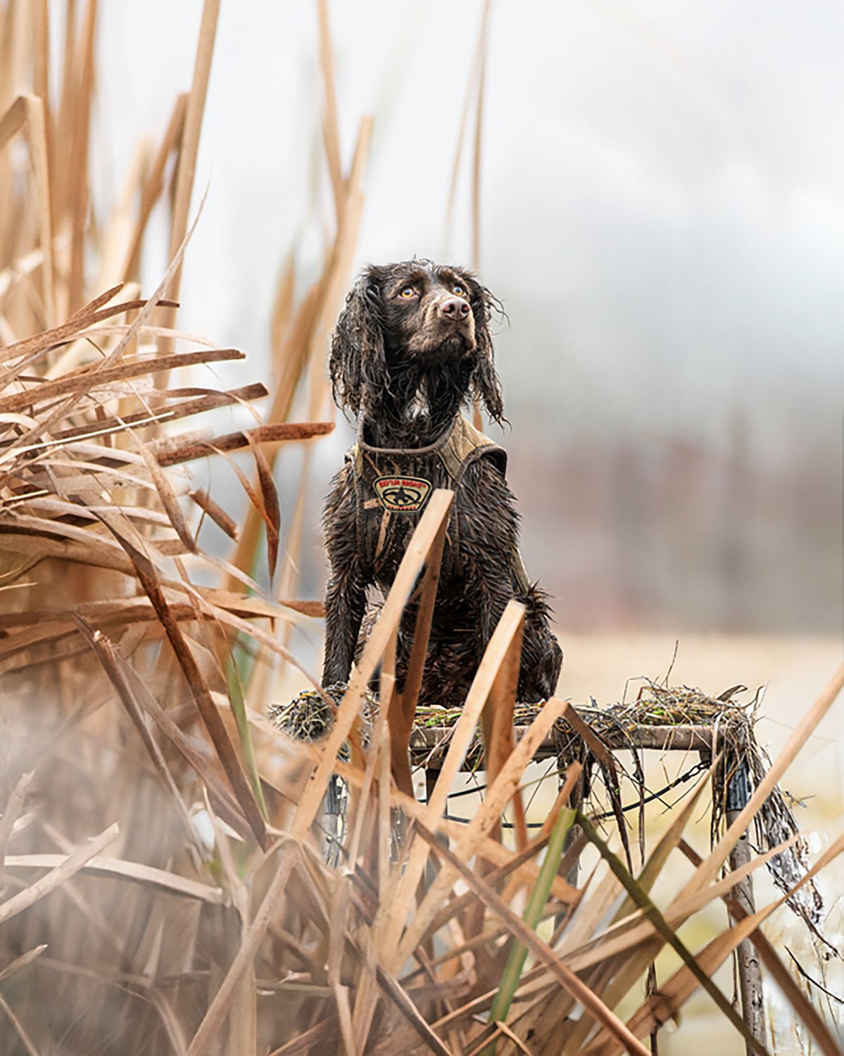 Rig'Em Right Outdoors Dog Stand - view number 7