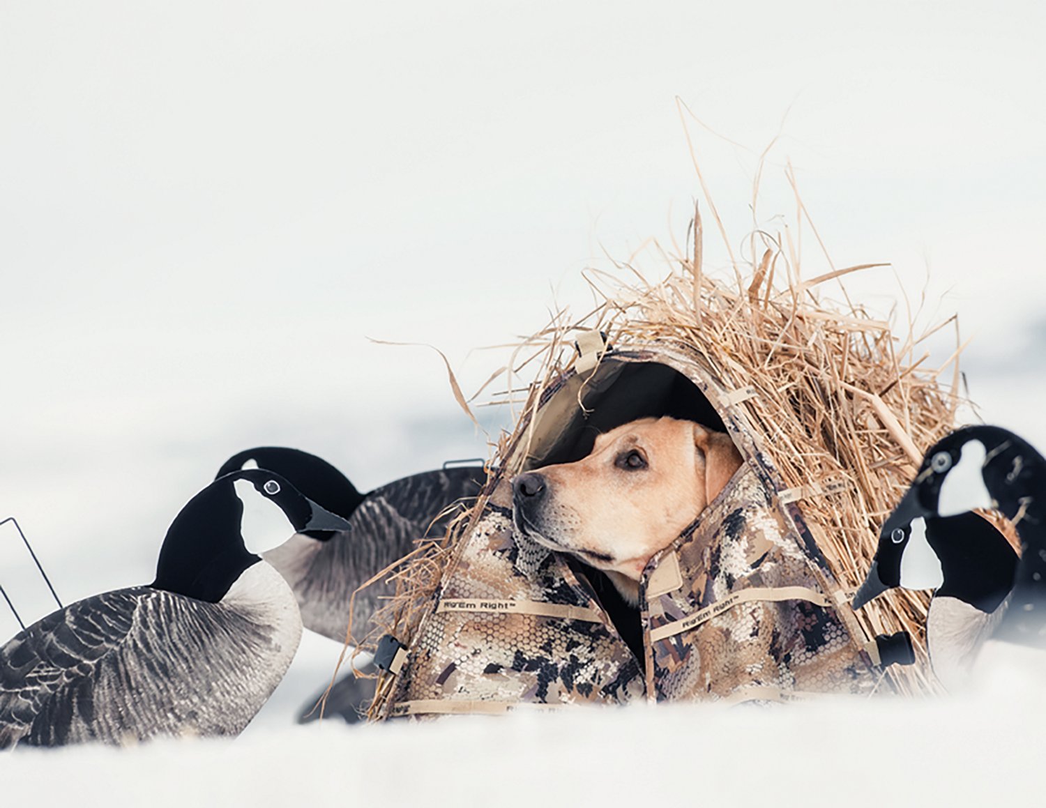 Rig'Em Right Outdoors Field Bully Dog Blind - view number 4