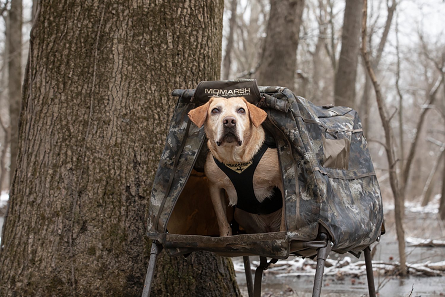 MOmarsh Invisi-Lab Dog Blind - view number 8