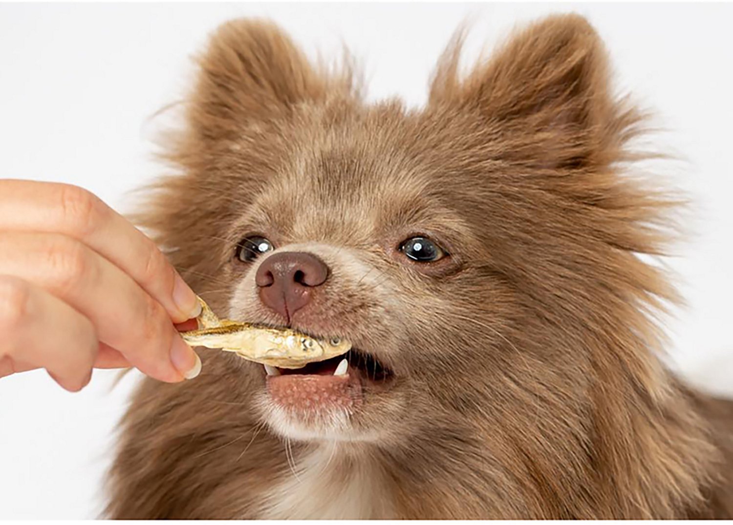 Scout & Zoe's 1 oz Munchworthy Minnows Dog Treats