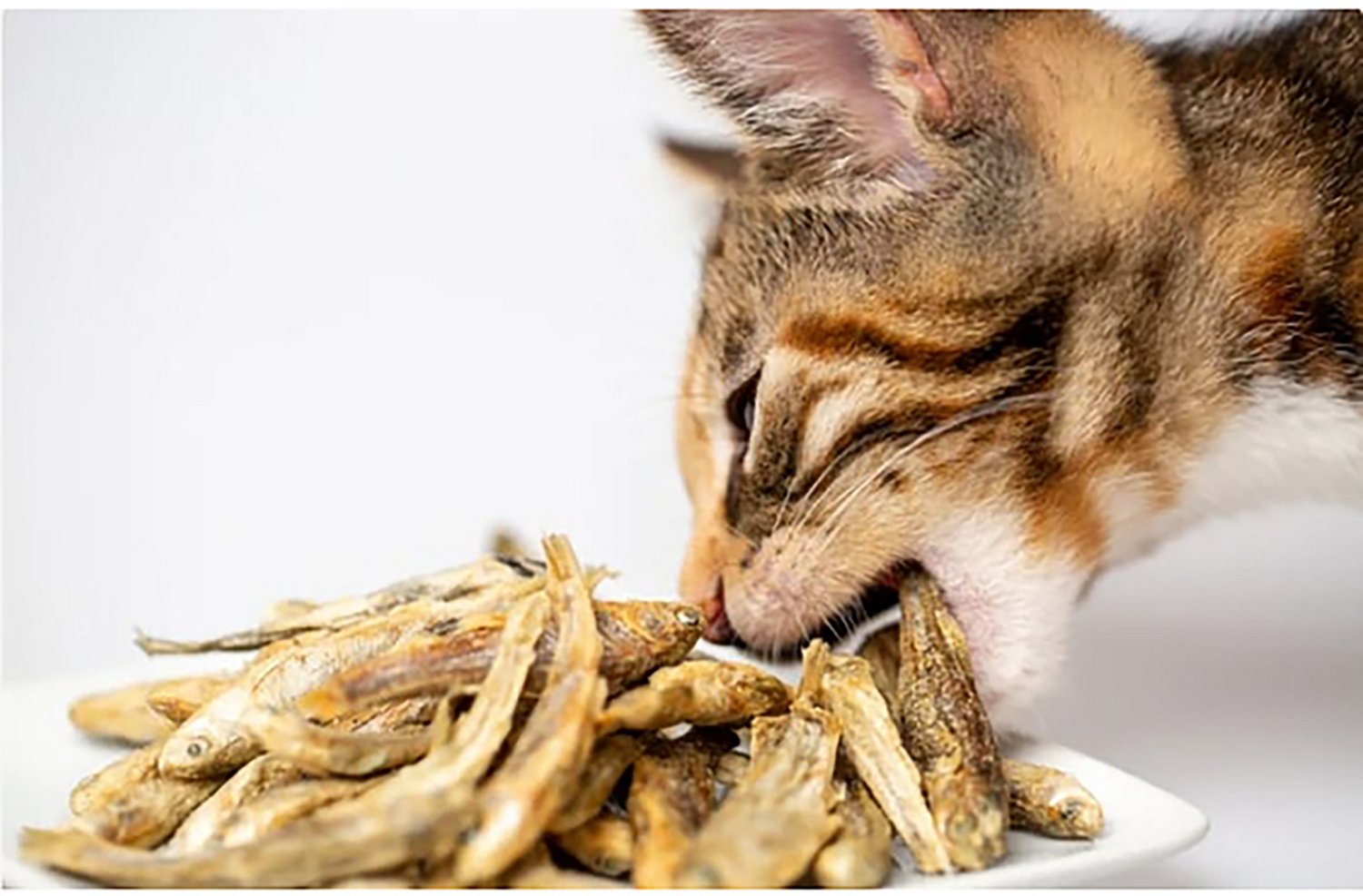 Scout & Zoe's 1 oz Munchworthy Minnows Dog Treats