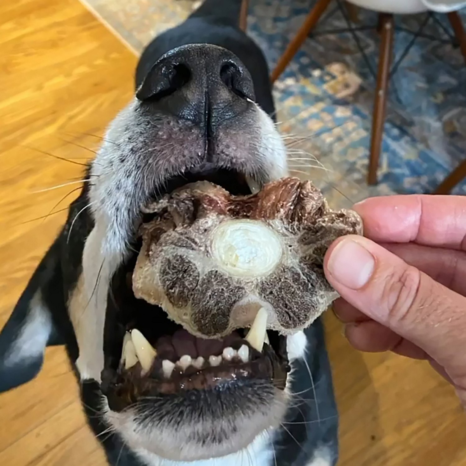 Scout & Zoe's 3 oz Ox Tails Dog Treats