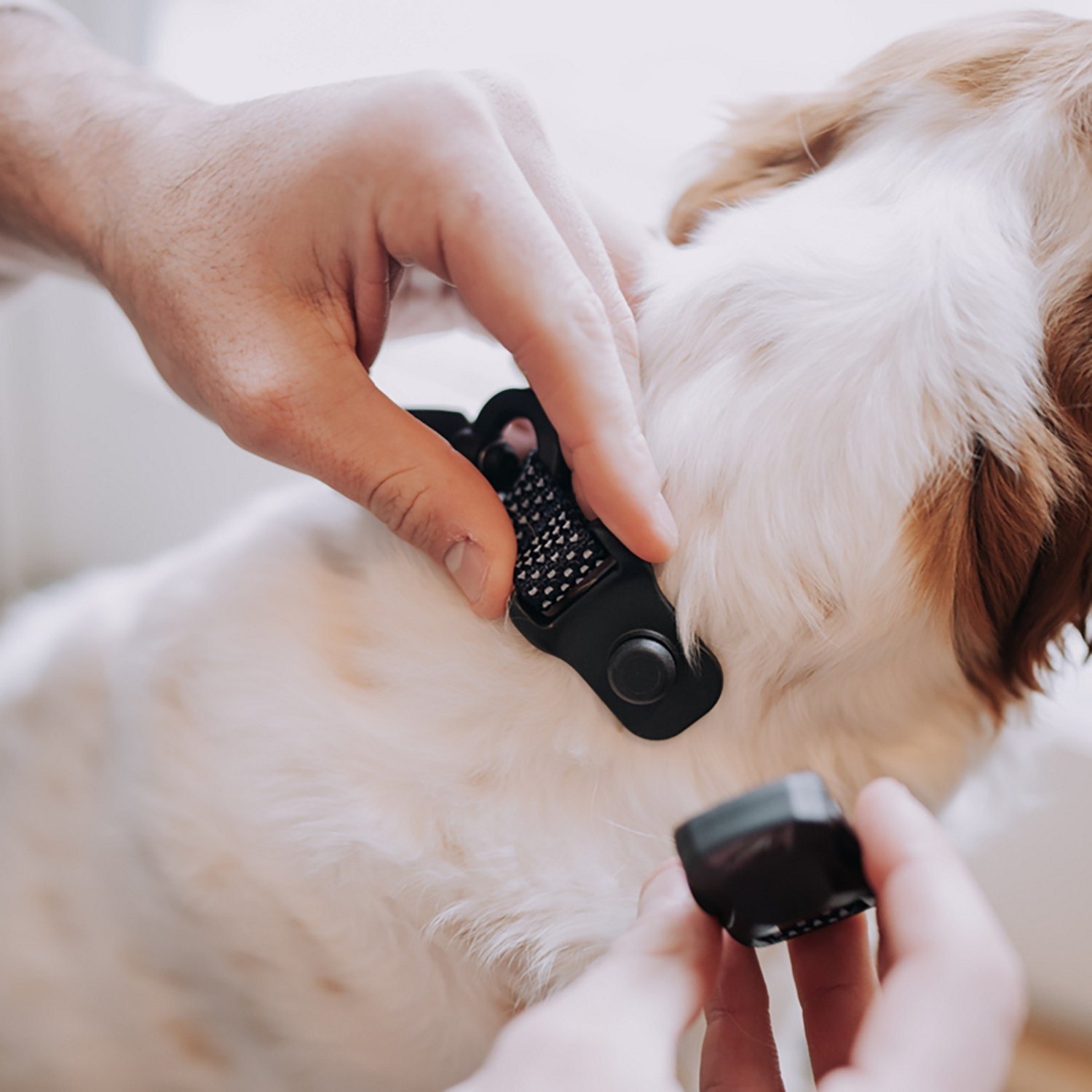 Hooza Quick Clip Collar - view number 5