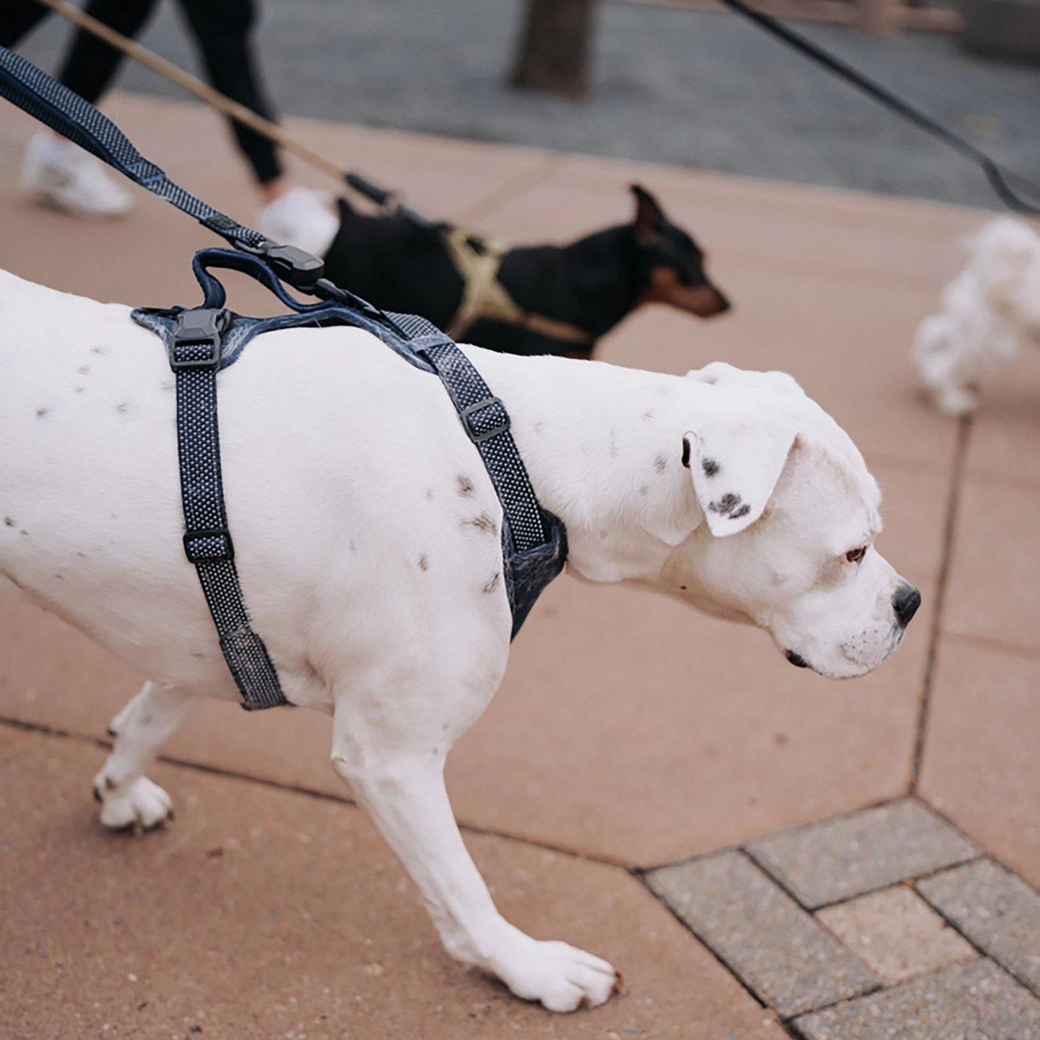 Hooza Quick Clip Reflective Leash - view number 4