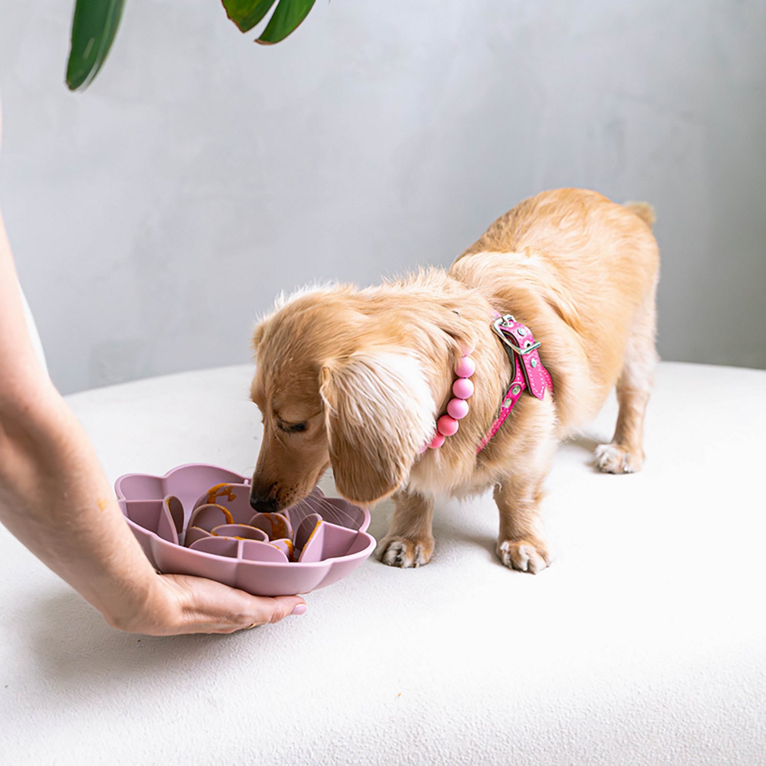 Dexypaws Blush Pink Flower Slow Feeder