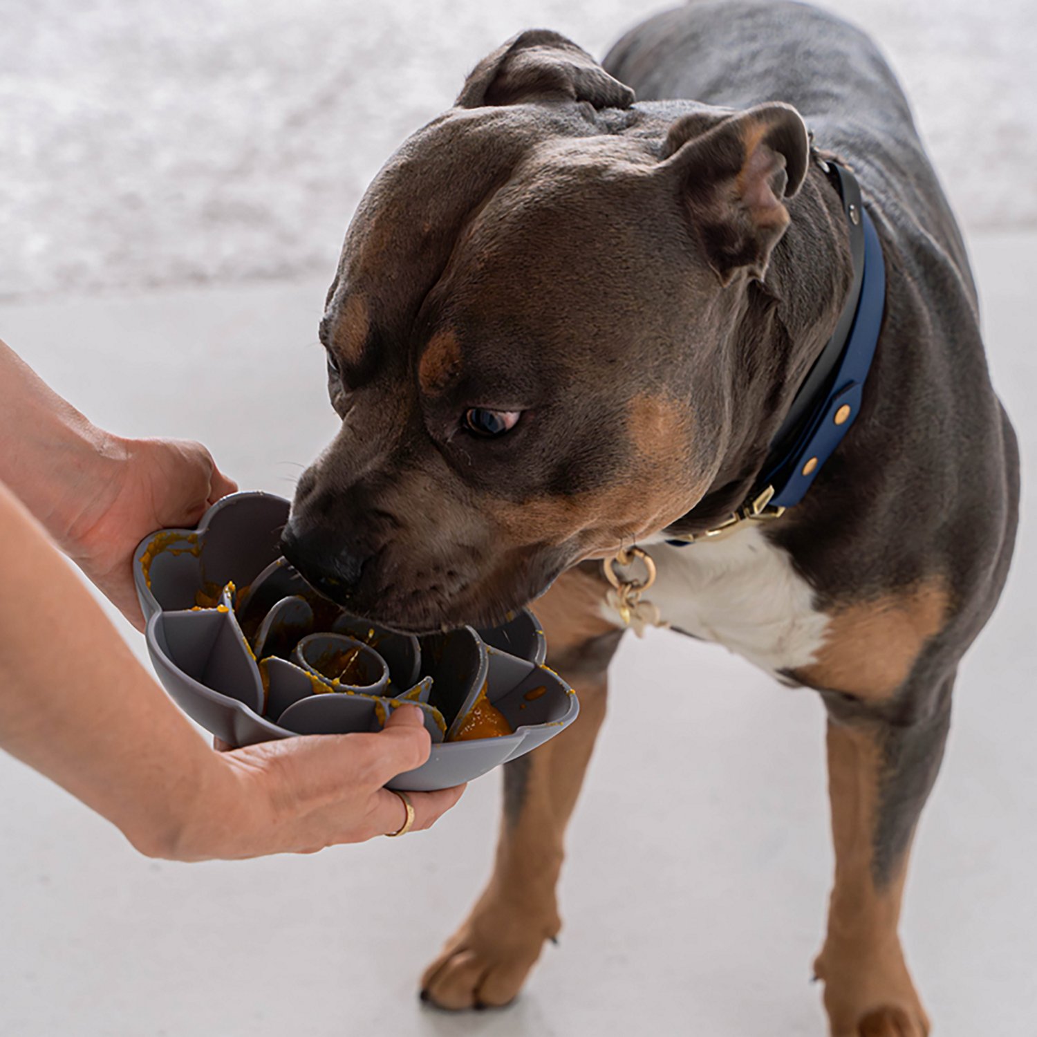 Dexypaws Flower Slow Feeder