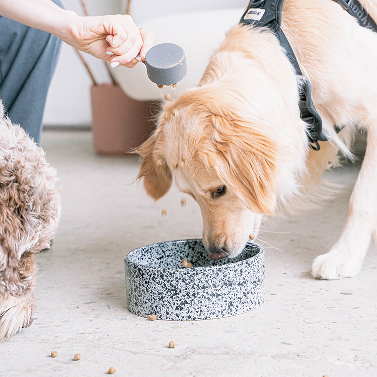 Dexypaws 26 oz Dog Bowl - view number 2