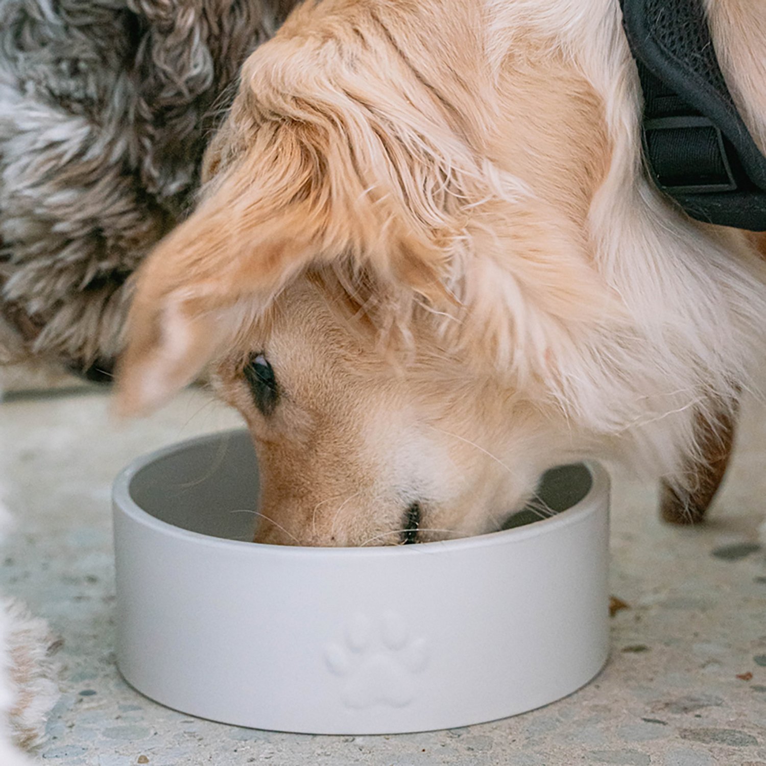 Dexypaws 50 oz Dog Bowl - view number 2