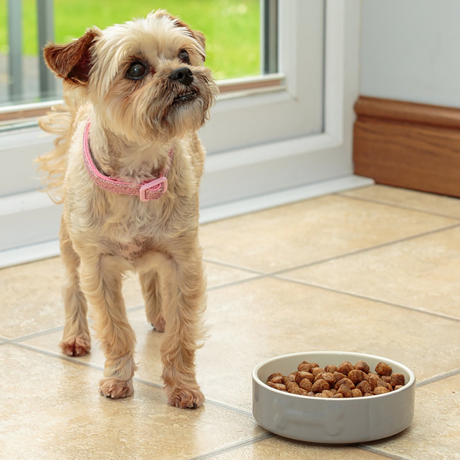 Mason Cash Embossed Bone Dog Bowl - view number 7