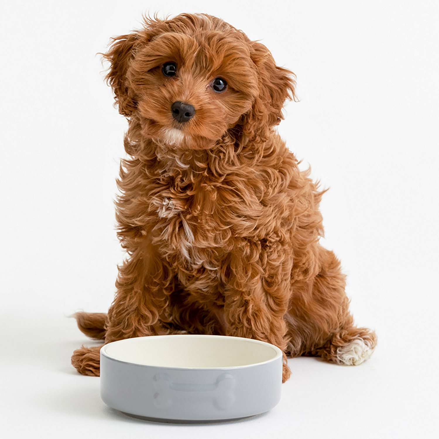 Mason Cash Embossed Bone Dog Bowl - view number 8