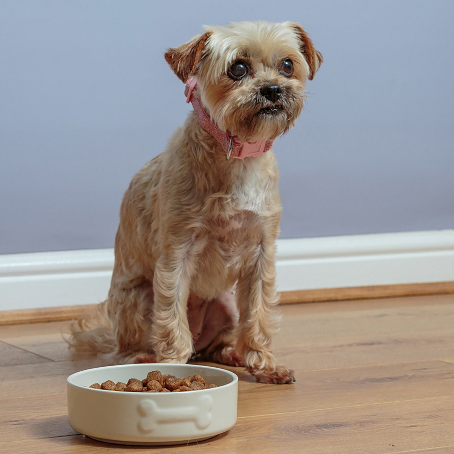 Mason Cash Embossed Bone Dog Bowl - view number 7