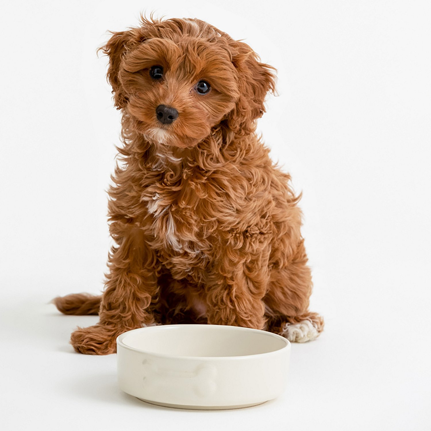 Mason Cash Embossed Bone Dog Bowl - view number 8