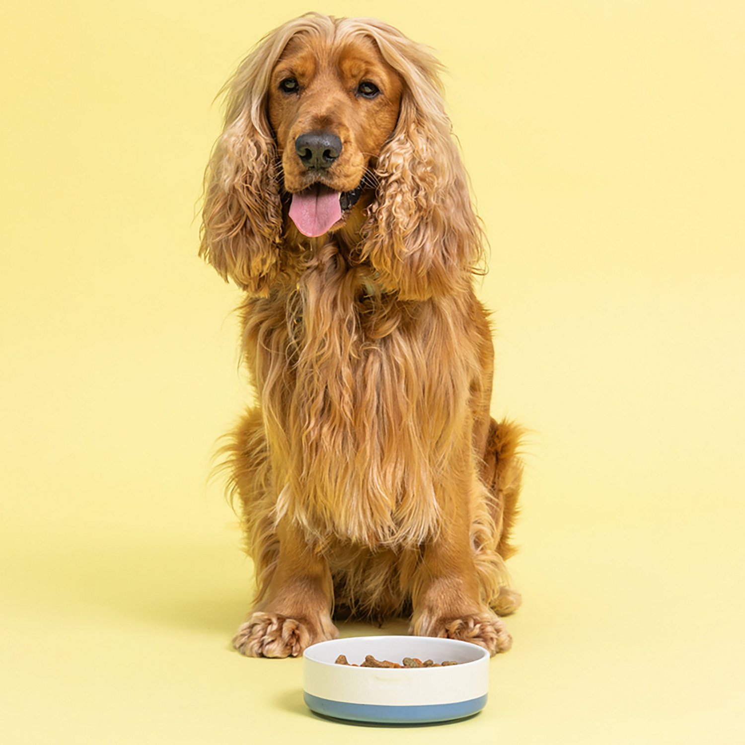 Mason Cash Speckle Dip Dog Bowl - view number 4