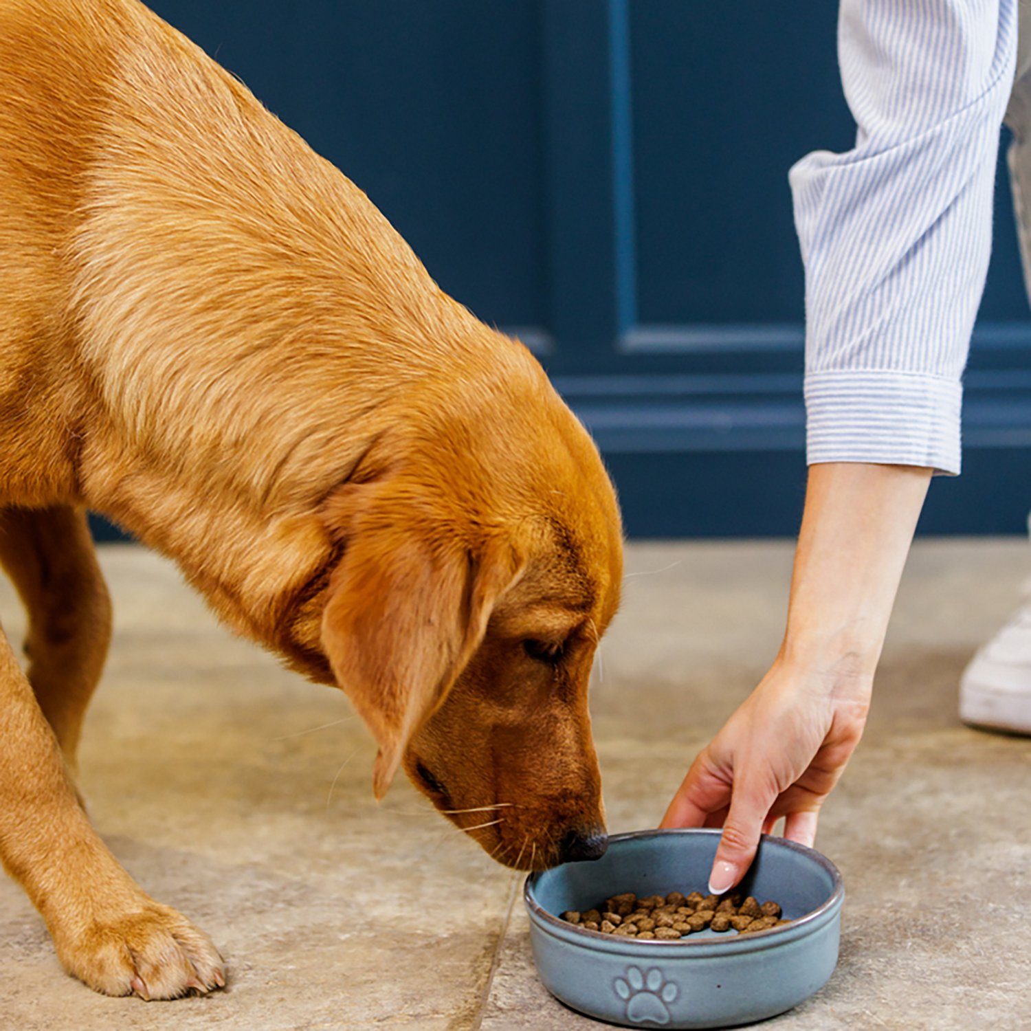 Mason Cash Reactive Paw Dog Bowl - view number 6