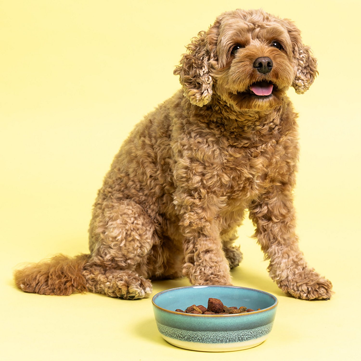 Mason Cash Reactive Fade Dog Bowl - view number 4