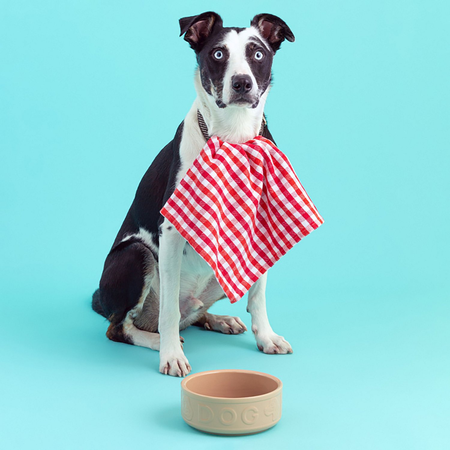 Mason Cash 7 in Dog Bowl Cane - view number 5