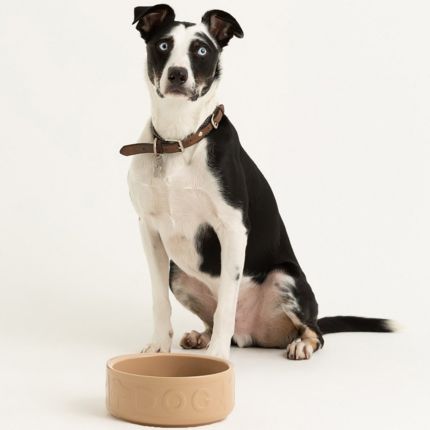 Mason Cash 7 in Dog Bowl Cane - view number 7