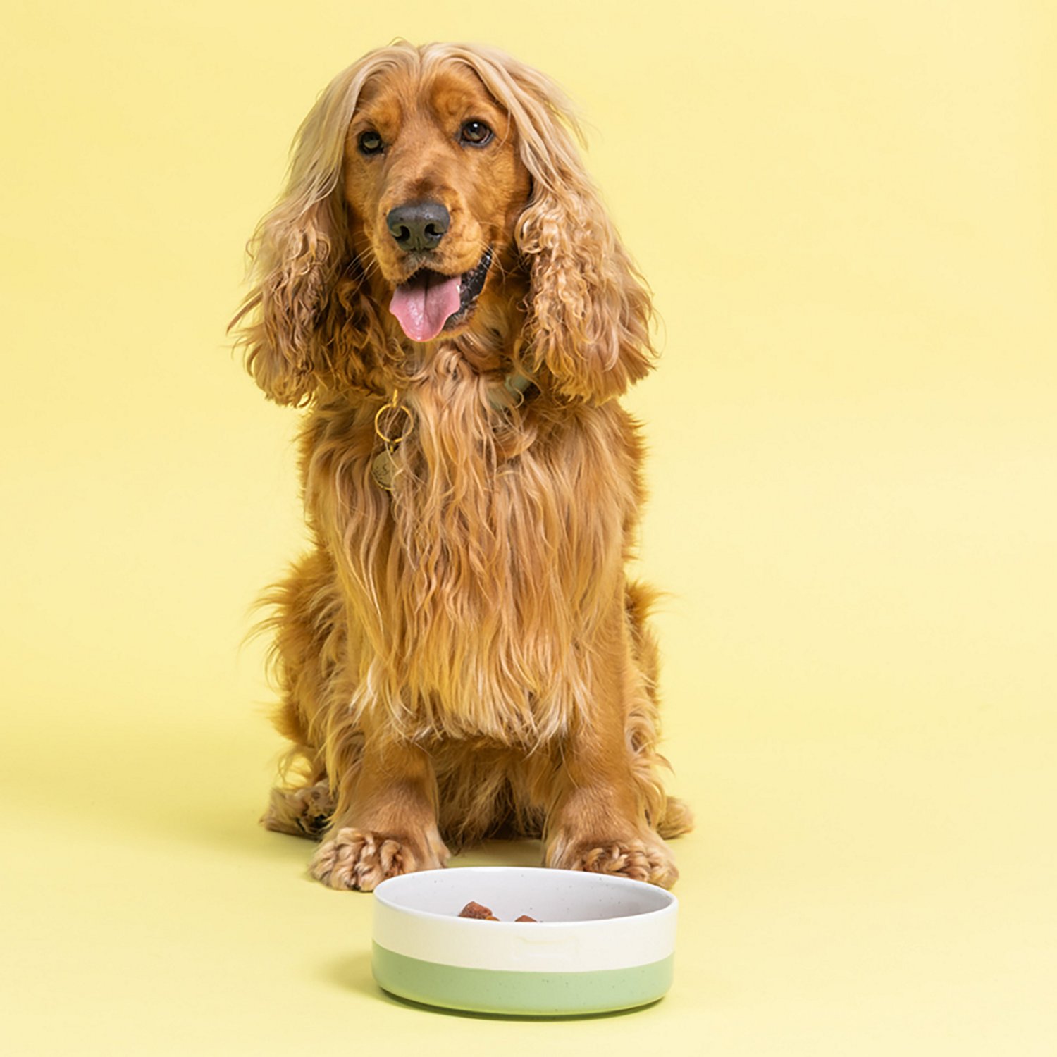 Mason Cash Speckle Dip Dog Bowl - view number 3