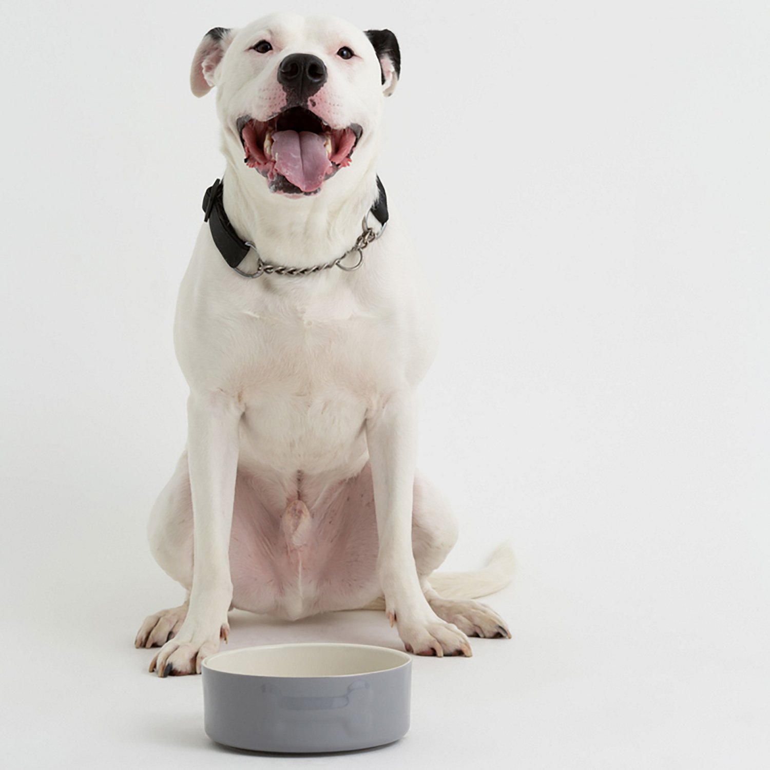 Mason Cash Embossed Bone Dog Bowl - view number 6