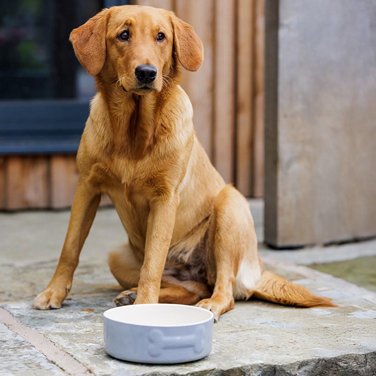 Mason Cash Embossed Bone Dog Bowl - view number 7