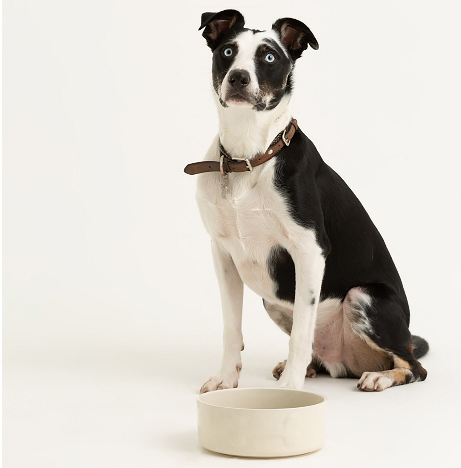 Mason Cash Embossed Bone Dog Bowl - view number 3