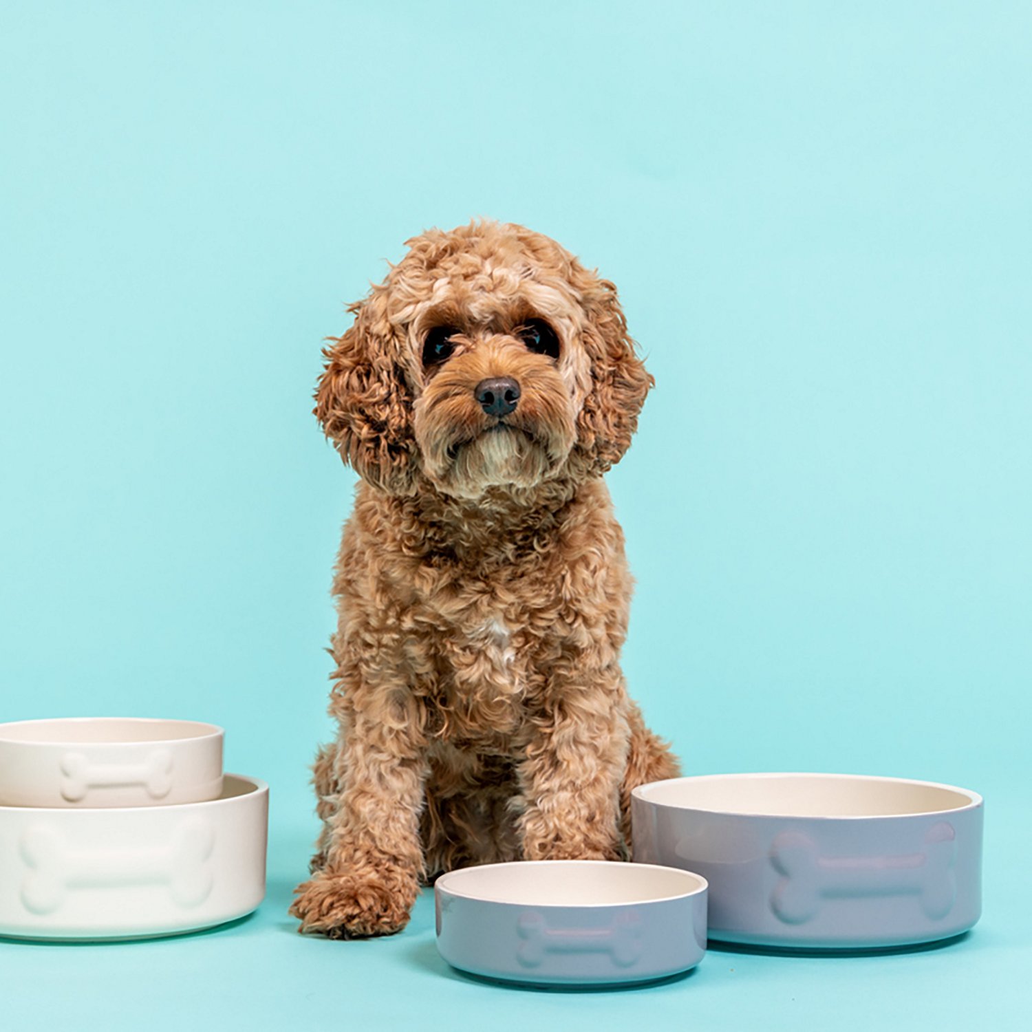 Mason Cash Embossed Bone Dog Bowl - view number 7