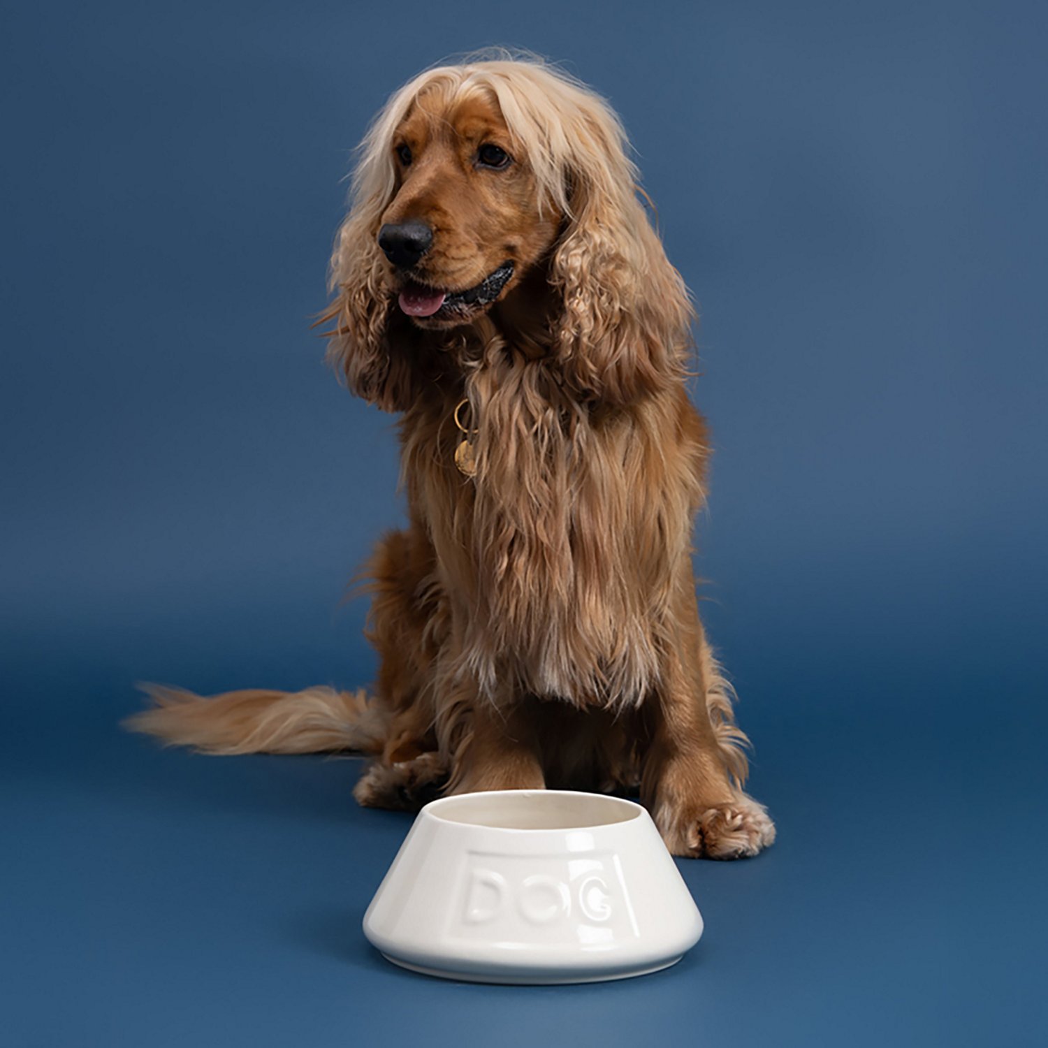 Mason Cash Non-Tip Dog Bowl - view number 6