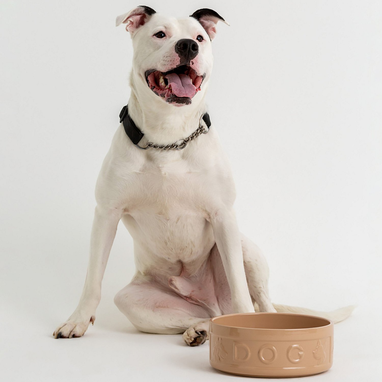 Mason Cash 9.8 in Dog Bowl Cane - view number 3