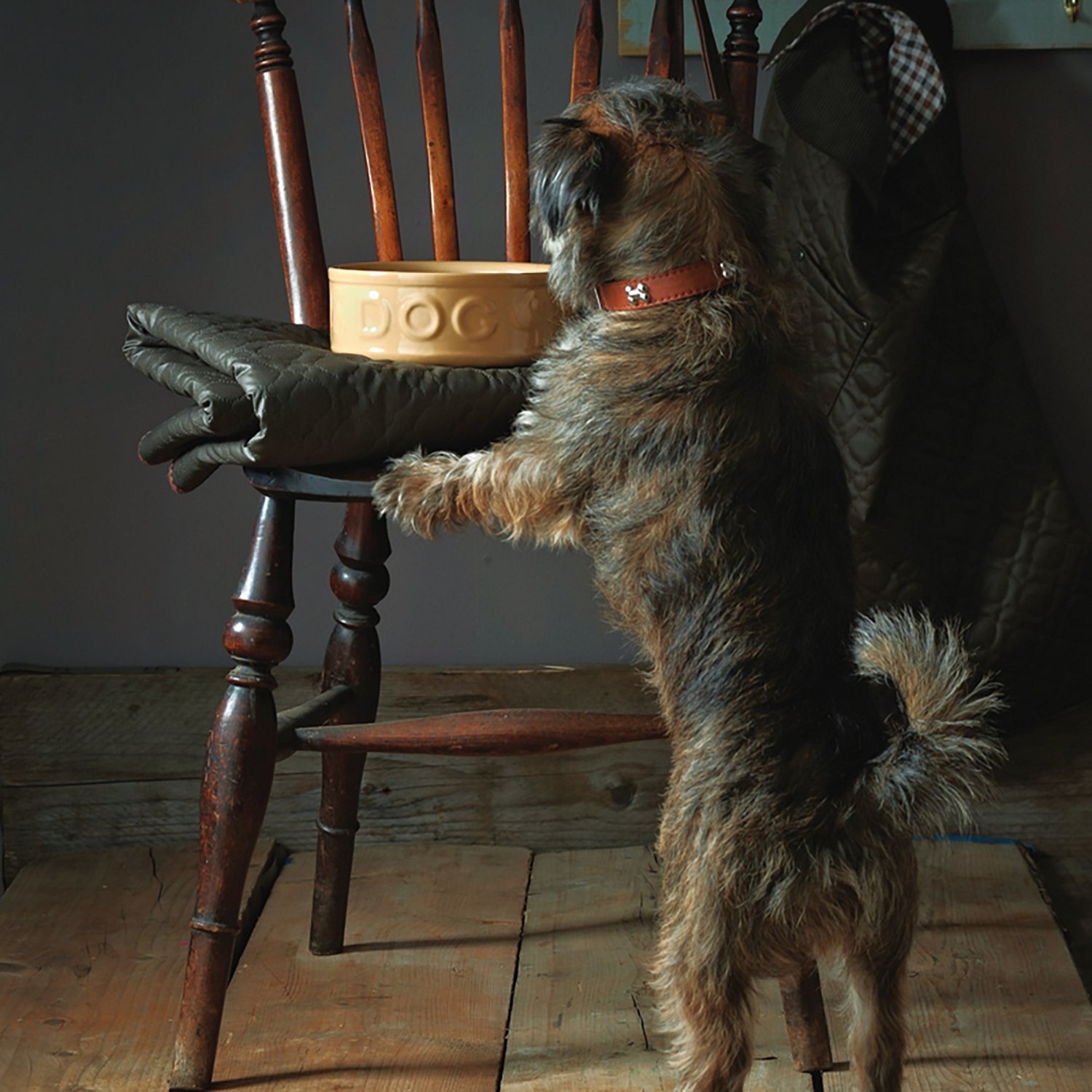 Mason Cash 9.8 in Dog Bowl Cane - view number 5