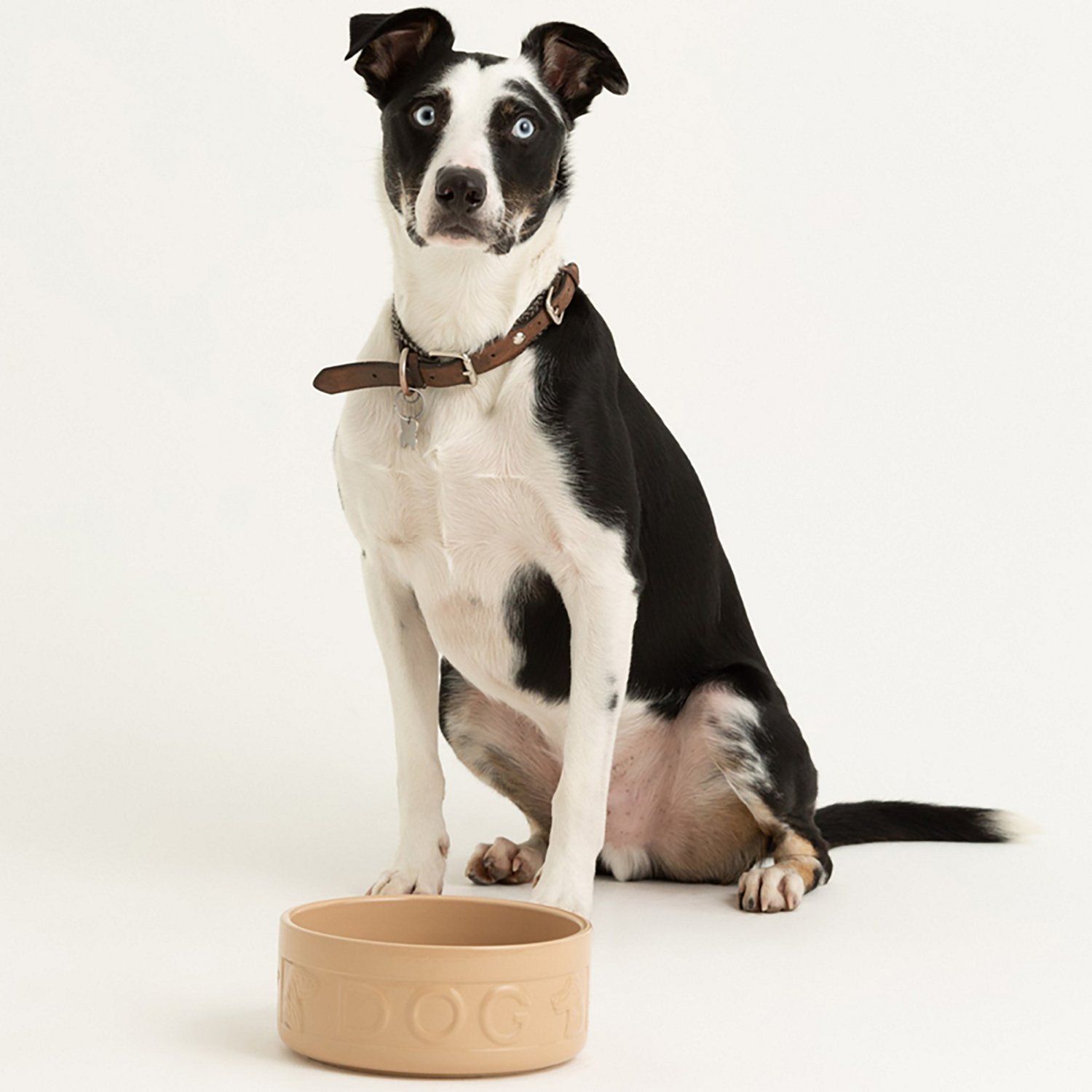 Mason Cash 9.8 in Dog Bowl Cane - view number 7