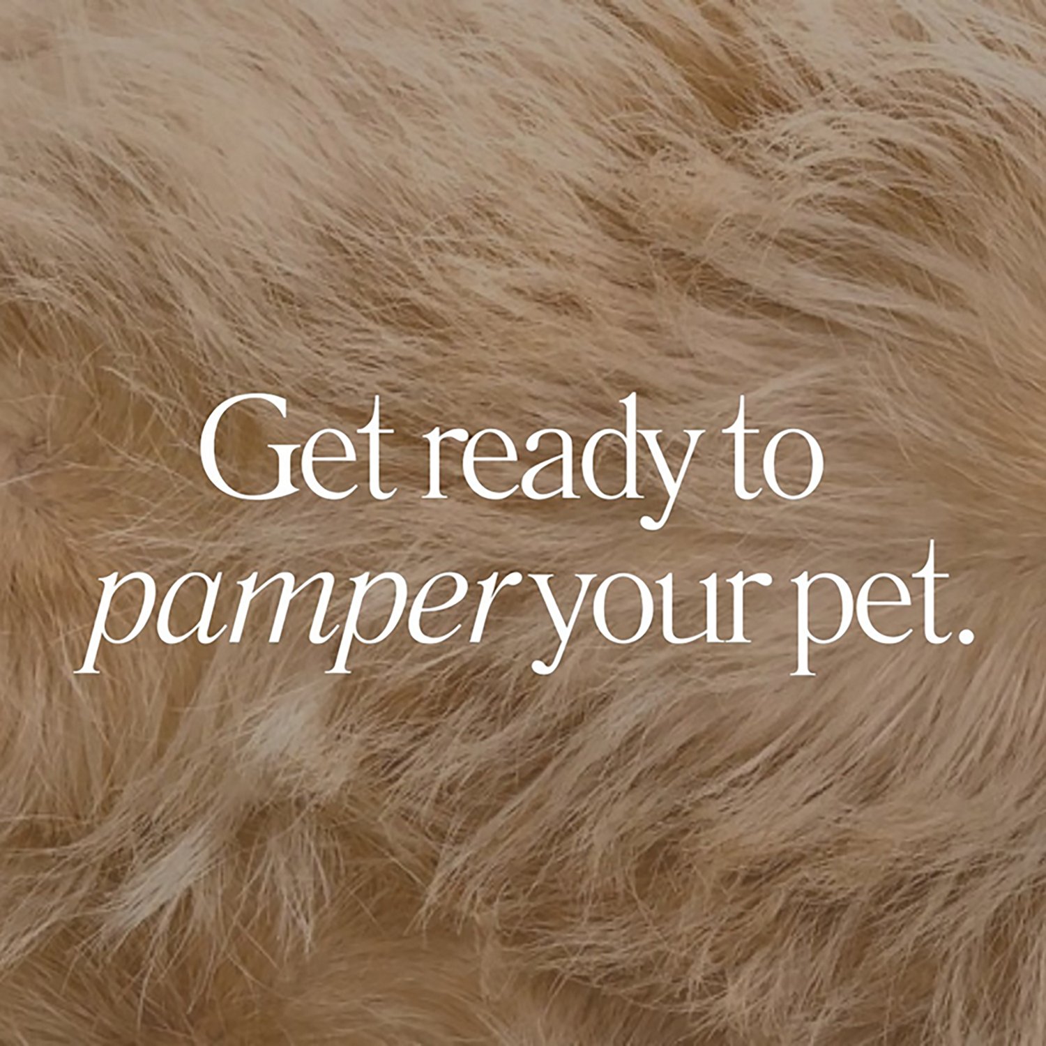 Dexypaws Cushioned Purrfect Massage Pet Brush - view number 4