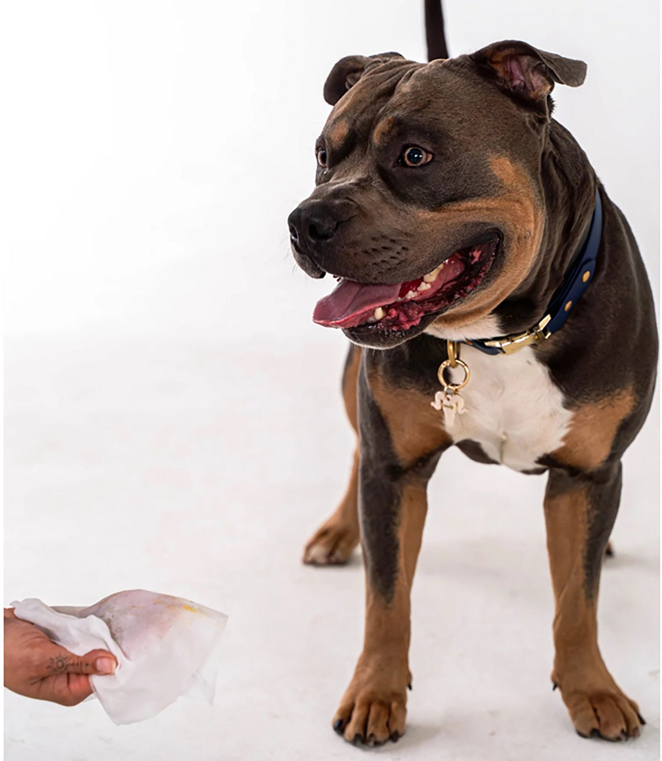 Dexypaws Cleansing Wipes Canister - view number 3