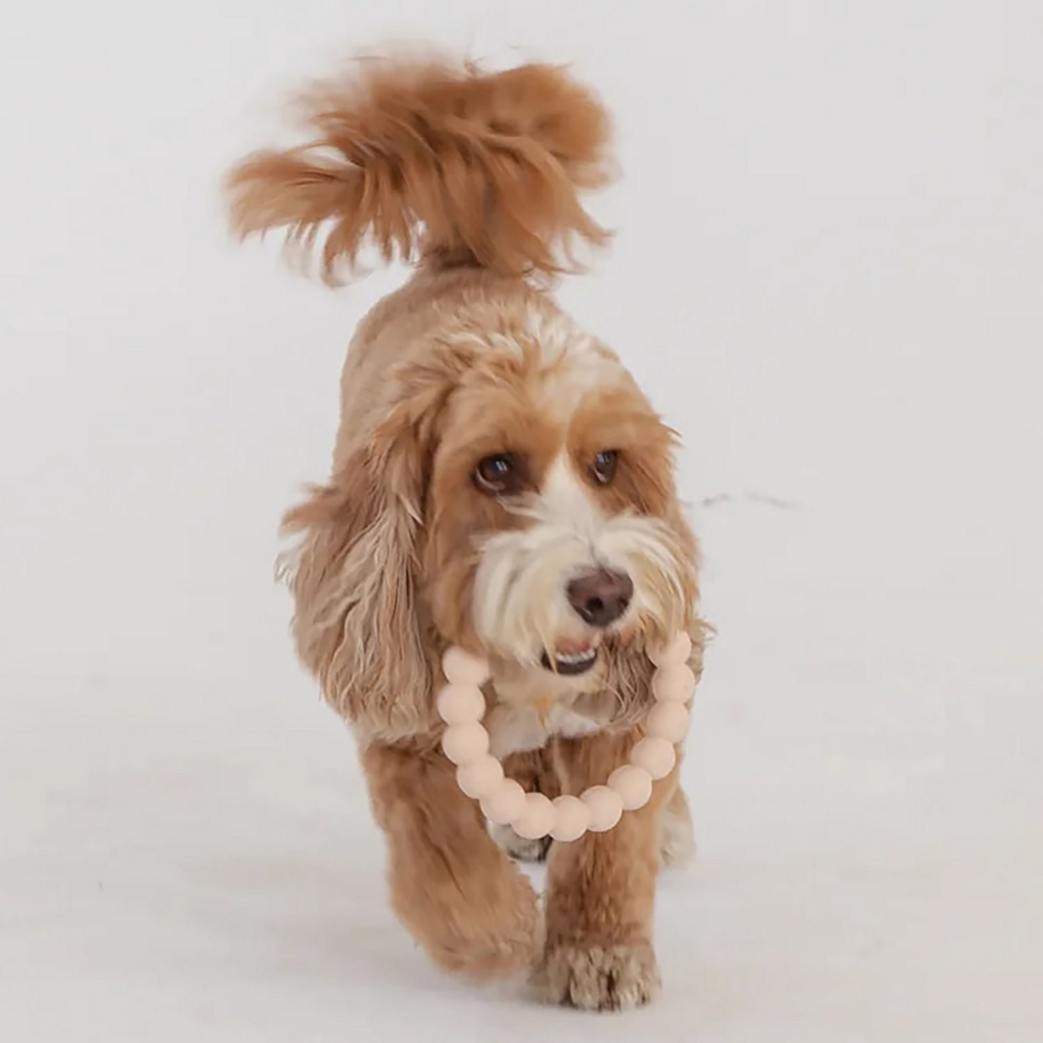 Dexypaws Chew Master Set - view number 5