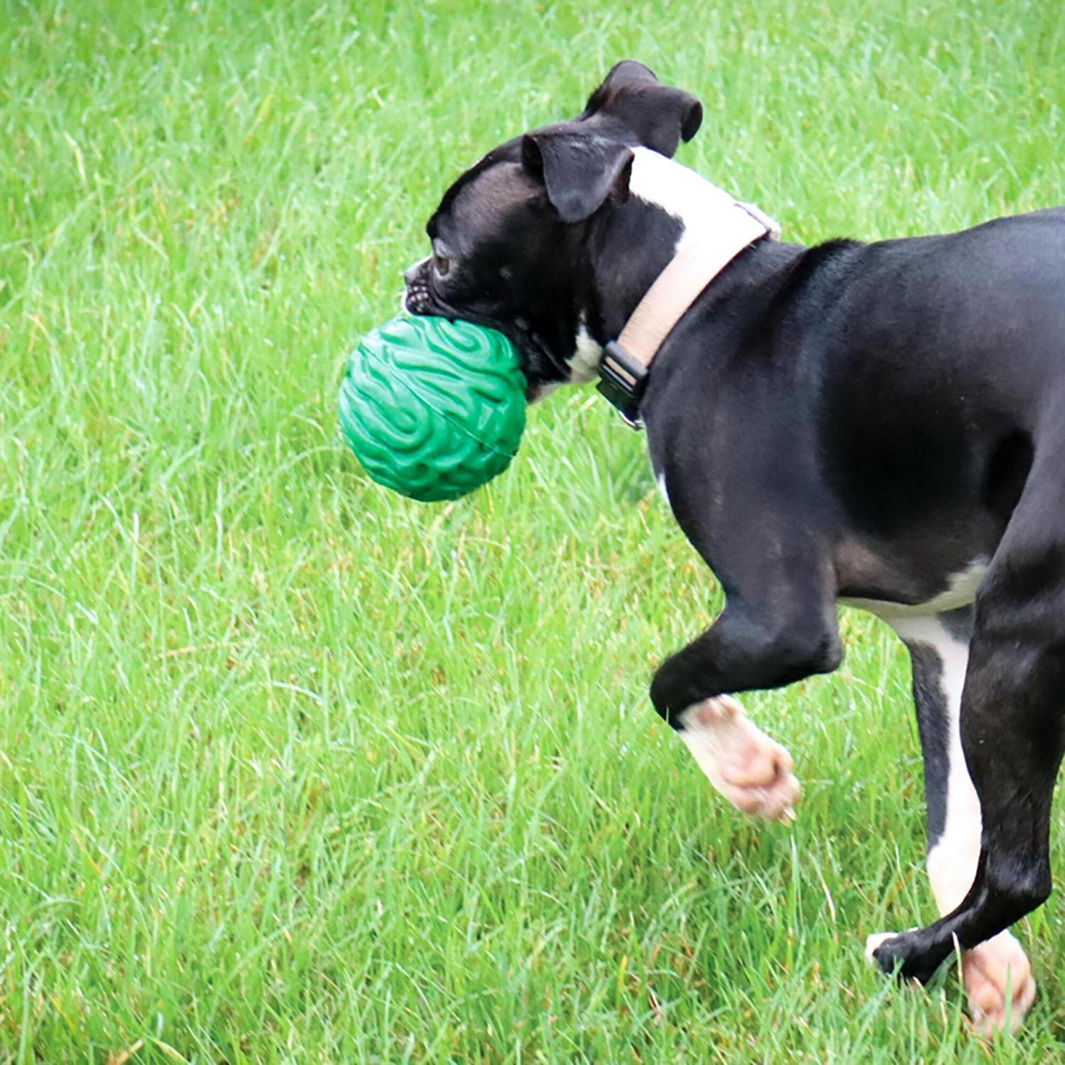 PetKORE Luna Ball - view number 5