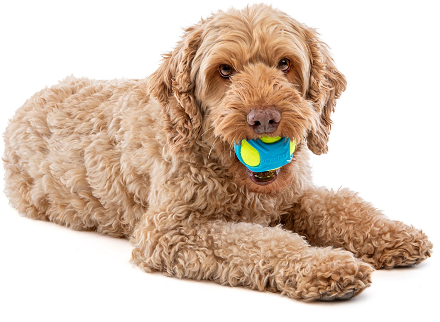 GURU Pet Tennis Max Ball - view number 2