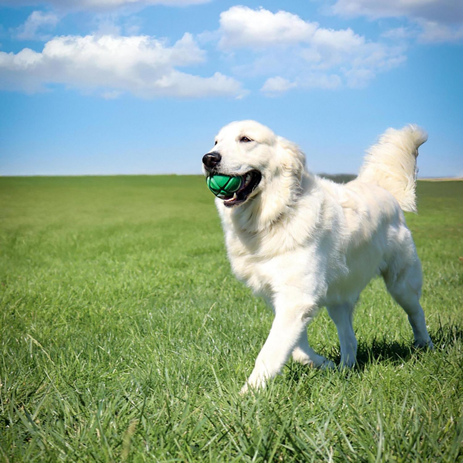 PetKORE FloTex Ball - view number 4