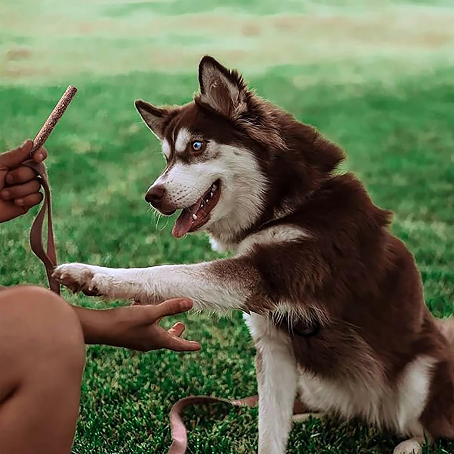 Dog Treat Naturals 24 oz. Superfood Sticks Bag - view number 5