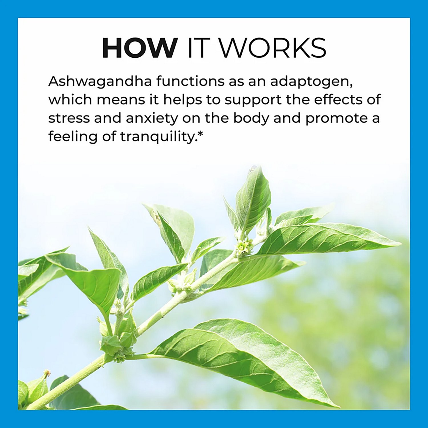 Vitamin World Ashwagandha Gummies 60-count - view number 5