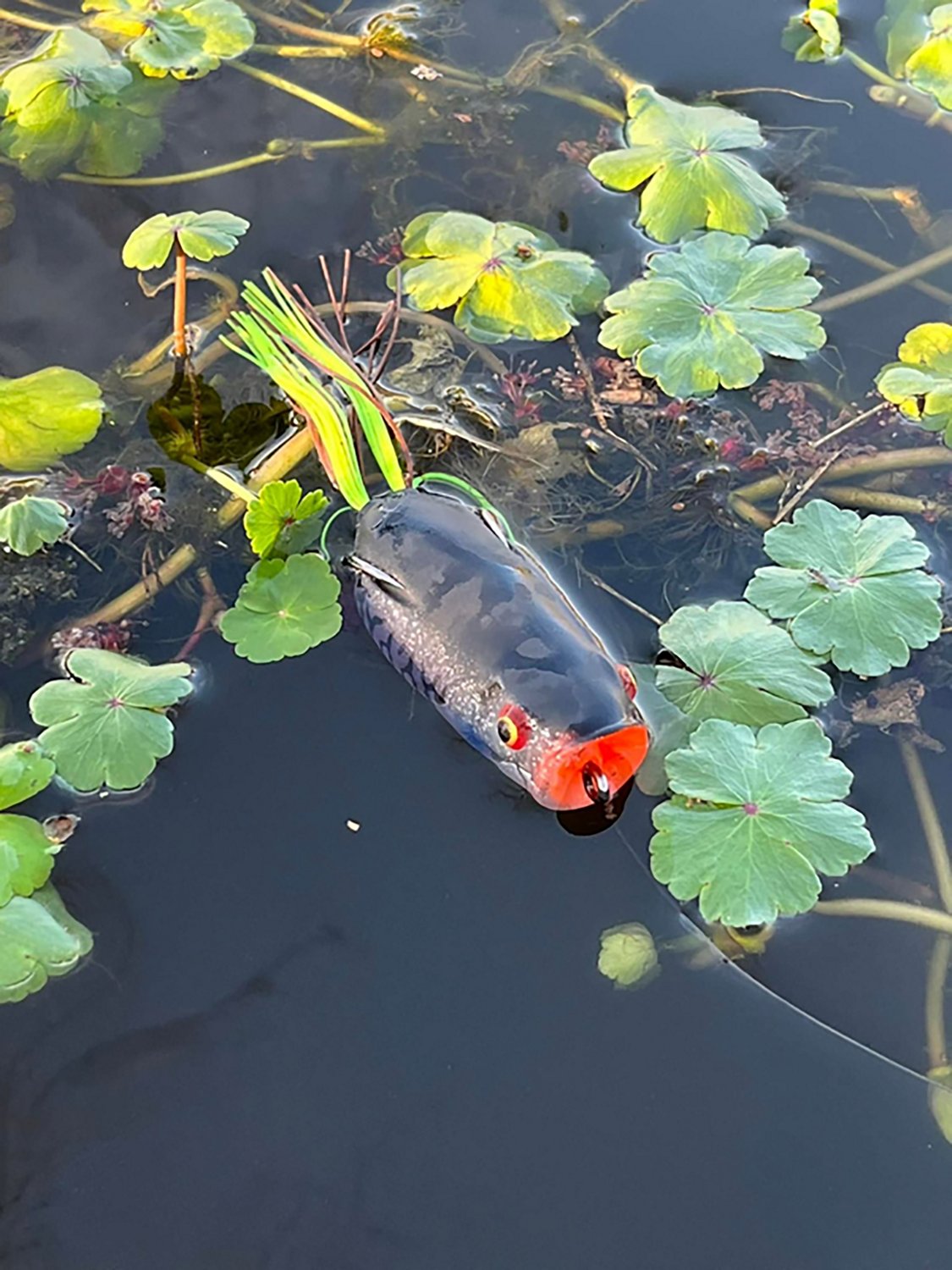 Toad Thumper Lure Poppin' Frog 3-3/4 Bait
