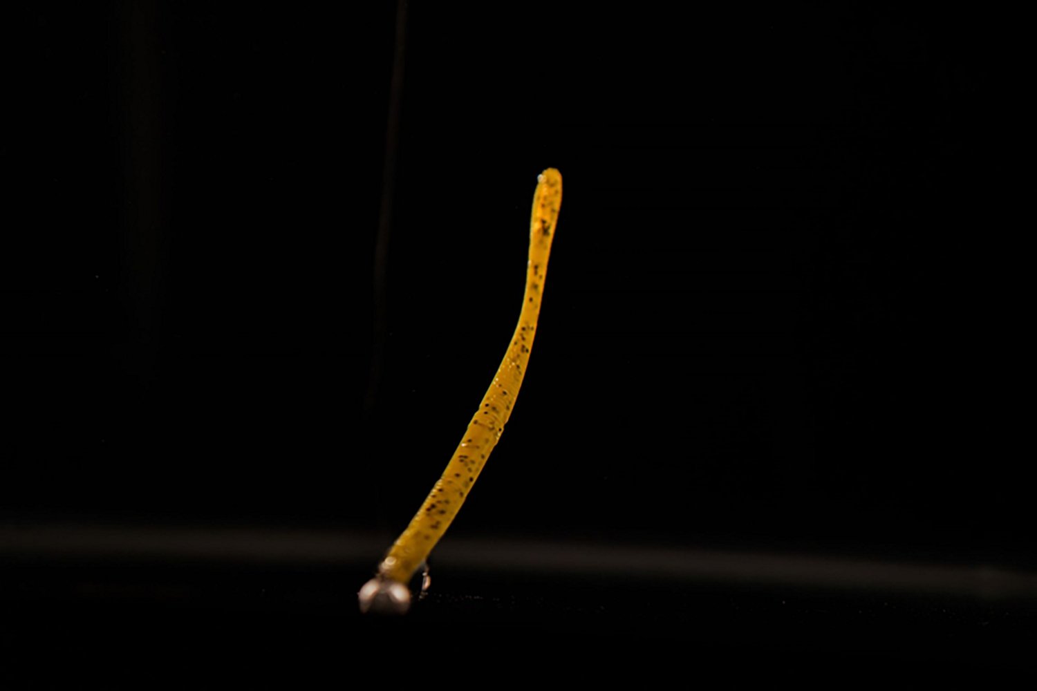 Toad Thumper Lure Tremor Shake Swimbaits 12-Pack - view number 4